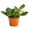 Peperomie - Peperomia Obtusifolia 'Red Margin' 1 Peperomie - Peperomia Obtusifolia 'Red Margin' -Haus Pflanzen Welt 8252405 PR FS 001 PeperomieObtusfoliaRedMarginT12DehnerExpressHerzig