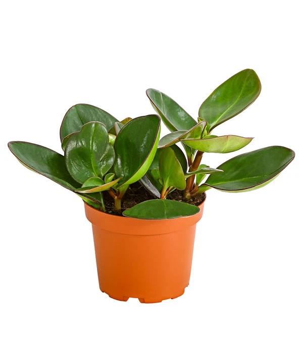 Peperomie - Peperomia Obtusifolia 'Red Margin' 3 Peperomie - Peperomia Obtusifolia 'Red Margin'