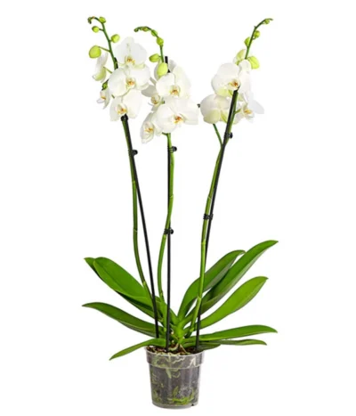 Schmetterlingsorchidee - Phalaenopsis Cultivars, Großblütig