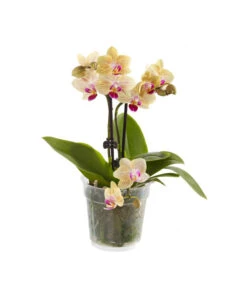Midi Schmetterlingsorchidee - Phalaenopsis Cultivars, Verschiedene Sorten -Haus Pflanzen Welt 8252900 BildFS 001 PhalaenopsisMidi2TrieberGelb