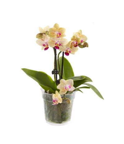 Midi Schmetterlingsorchidee - Phalaenopsis Cultivars, Verschiedene Sorten 16 Midi Schmetterlingsorchidee - Phalaenopsis Cultivars, Verschiedene Sorten -Haus Pflanzen Welt 8252900 BildFS 001 PhalaenopsisMidi2TrieberGelb