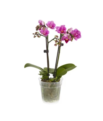Midi Schmetterlingsorchidee - Phalaenopsis Cultivars, Verschiedene Sorten 15 Midi Schmetterlingsorchidee - Phalaenopsis Cultivars, Verschiedene Sorten -Haus Pflanzen Welt 8252900 BildFS 002 PhalaenpsisMidi2TrieberLila