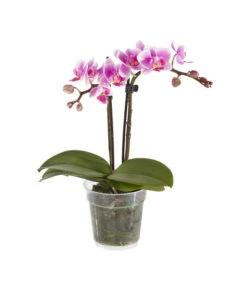Midi Schmetterlingsorchidee - Phalaenopsis Cultivars, Verschiedene Sorten -Haus Pflanzen Welt 8252900 BildFS 003 PhalaenopsisMidi2TrieberRosa