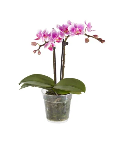 Midi Schmetterlingsorchidee - Phalaenopsis Cultivars, Verschiedene Sorten 18 Midi Schmetterlingsorchidee - Phalaenopsis Cultivars, Verschiedene Sorten -Haus Pflanzen Welt 8252900 BildFS 003 PhalaenopsisMidi2TrieberRosa