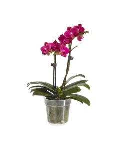 Midi Schmetterlingsorchidee - Phalaenopsis Cultivars, Verschiedene Sorten -Haus Pflanzen Welt 8252900 BildFS 004 PhalaenopsisMidi2TrieberViolett