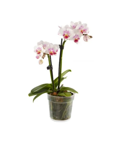 Midi Schmetterlingsorchidee - Phalaenopsis Cultivars, Verschiedene Sorten 14 Midi Schmetterlingsorchidee - Phalaenopsis Cultivars, Verschiedene Sorten -Haus Pflanzen Welt 8252900 BildFS 005 PhalaenopsisMidi2TrieberWeiss