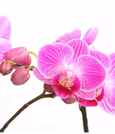 Midi Schmetterlingsorchidee - Phalaenopsis Cultivars, Verschiedene Sorten 19 Midi Schmetterlingsorchidee - Phalaenopsis Cultivars, Verschiedene Sorten -Haus Pflanzen Welt 8252900 WE DE 001 SchmetterlingsorchideePhalaneopsis2TrieberMidiT9DehnerExpressHerzig