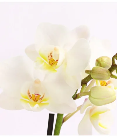 Midi Schmetterlingsorchidee - Phalaenopsis Cultivars, Verschiedene Sorten 20 Midi Schmetterlingsorchidee - Phalaenopsis Cultivars, Verschiedene Sorten -Haus Pflanzen Welt 8252900 WE DE 002 SchmetterlingsorchideePhalaneopsis2TrieberMidiT9DehnerExpressHerzig