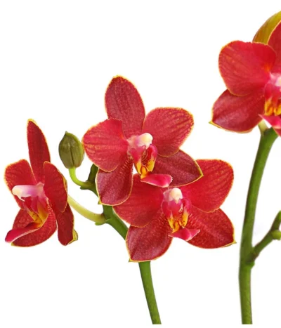 Midi Schmetterlingsorchidee - Phalaenopsis Cultivars, Verschiedene Sorten 21 Midi Schmetterlingsorchidee - Phalaenopsis Cultivars, Verschiedene Sorten -Haus Pflanzen Welt 8252900 WE DE 003 SchmetterlingsorchideePhalaneopsis2TrieberMidiT9DehnerExpressHerzig
