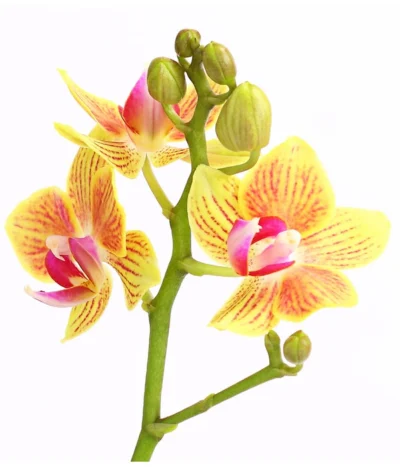Midi Schmetterlingsorchidee - Phalaenopsis Cultivars, Verschiedene Sorten 22 Midi Schmetterlingsorchidee - Phalaenopsis Cultivars, Verschiedene Sorten -Haus Pflanzen Welt 8252900 WE DE 004 SchmetterlingsorchideePhalaneopsis2TrieberMidiT9DehnerExpressHerzig