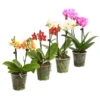 Midi Schmetterlingsorchidee - Phalaenopsis Cultivars, Verschiedene Sorten -Haus Pflanzen Welt 8252900 WE FS 001 SchmetterlingsorchideePhalaneopsis2TrieberMidiT9DehnerExpressHerzig
