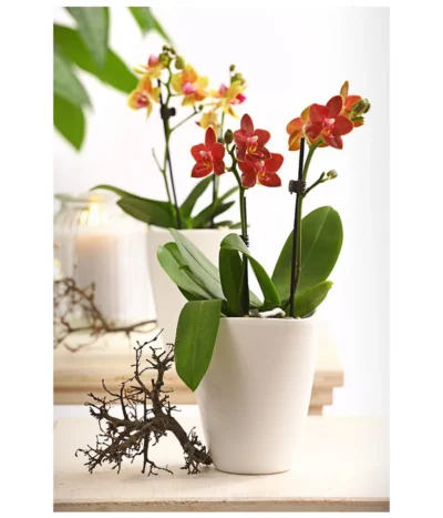 Midi Schmetterlingsorchidee - Phalaenopsis Cultivars, Verschiedene Sorten 23 Midi Schmetterlingsorchidee - Phalaenopsis Cultivars, Verschiedene Sorten -Haus Pflanzen Welt 8252900 WE MO 001 SchmetterlingsorchideePhalaneopsis2TrieberMidiT9DehnerExpressHerzig