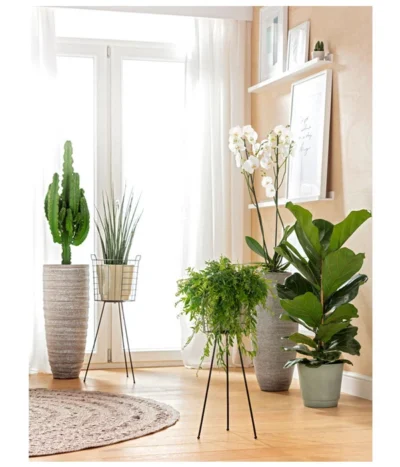 Schamblume - Aeschynanthus Japhrolepis, Ampel 8 Schamblume - Aeschynanthus Japhrolepis, Ampel -Haus Pflanzen Welt 8253023 BodentiefeFensterHungerSimmeth