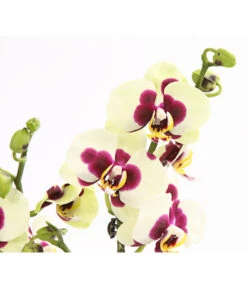 Schmetterlingsorchidee - Phalaenopsis Cultivars, Sonderfarben -Haus Pflanzen Welt 8253213 WE DE 001 SchmetterlingsorchideePhalaneopsisPanda2TrieberT12OWDehnerExpressHerzig