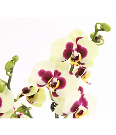 Schmetterlingsorchidee - Phalaenopsis Cultivars, Sonderfarben 40 Schmetterlingsorchidee - Phalaenopsis Cultivars, Sonderfarben -Haus Pflanzen Welt 8253213 WE DE 001 SchmetterlingsorchideePhalaneopsisPanda2TrieberT12OWDehnerExpressHerzig
