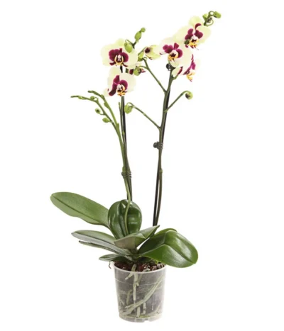 Schmetterlingsorchidee - Phalaenopsis Cultivars, Sonderfarben 25 Schmetterlingsorchidee - Phalaenopsis Cultivars, Sonderfarben -Haus Pflanzen Welt 8253213 WE FS 001 SchmetterlingsorchideePhalaneopsisPanda2TrieberT12DehnerExpressHerzig