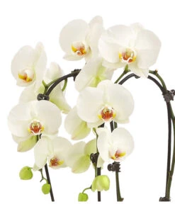 Schmetterlingsorchidee - Phalaenopsis Cultivars 'Cascade', Verschiedene Sorten -Haus Pflanzen Welt 8253346 WE DE 001 PhalaenopsisSchmetterlingsorchideeCascade2TrWeissHerzig