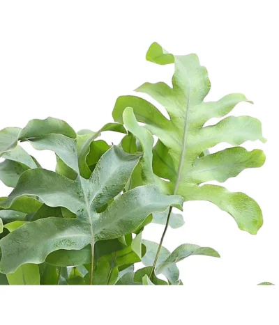 Goldtüpfelfarn - Phlebodium Aureum 'Blue Star' 7 Goldtüpfelfarn - Phlebodium Aureum 'Blue Star' -Haus Pflanzen Welt 8253551 WE DE 001 GoldtueperlfarnPhlebodiumAureumAirT12 1