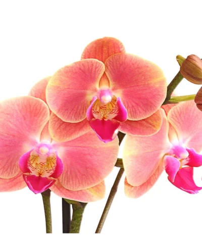 Schmetterlingsorchidee - Phalaenopsis Cultivars, Sonderfarben 38 Schmetterlingsorchidee - Phalaenopsis Cultivars, Sonderfarben -Haus Pflanzen Welt 8253726 WE DE 001 SchmetterlingsorchideePhalaenopsisMarigold2TrieberDehnerExpressHerzig