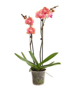 Schmetterlingsorchidee - Phalaenopsis Cultivars, Sonderfarben -Haus Pflanzen Welt 8253726 WE FS 001 SchmetterlingsorchideePhalaenopsisMarigold2TrieberDehnerExpressHerzig