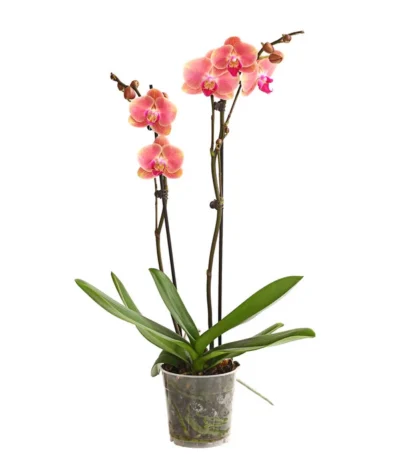 Schmetterlingsorchidee - Phalaenopsis Cultivars, Sonderfarben 26 Schmetterlingsorchidee - Phalaenopsis Cultivars, Sonderfarben -Haus Pflanzen Welt 8253726 WE FS 001 SchmetterlingsorchideePhalaenopsisMarigold2TrieberDehnerExpressHerzig