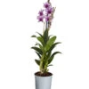 Traubenorchidee - Dendrobium Compactum 'Polar Fire' -Haus Pflanzen Welt 8253833 PR FS 001 DendrobiumPolarFire2TrieberT11DehnerExpressZS