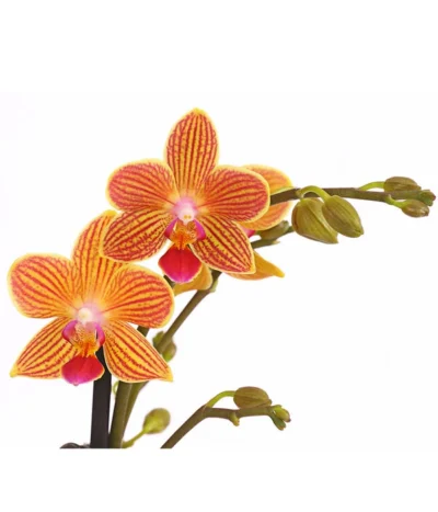 Schmetterlingsorchidee - Phalaenopsis Cultivars, Sonderfarben 39 Schmetterlingsorchidee - Phalaenopsis Cultivars, Sonderfarben -Haus Pflanzen Welt 8254005 WE DE 001 SchmetterlingsorchideePhalaenopsisGoldstaffT12PremiumDehnerExpressHerzig