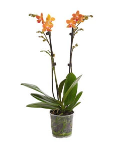 Schmetterlingsorchidee - Phalaenopsis Cultivars, Sonderfarben -Haus Pflanzen Welt 8254005 WE FS 001 SchmetterlingsorchideePhalaenopsisGoldstaffT12PremiumDehnerExpressHerzig