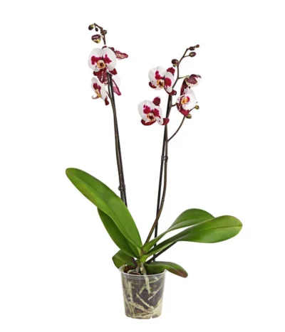 Schmetterlingsorchidee - Phalaenopsis Cultivars, Sonderfarben 34 Schmetterlingsorchidee - Phalaenopsis Cultivars, Sonderfarben -Haus Pflanzen Welt 8254021 PR FS 001 SchmetterlingsorchideePhalaenopsisSonderfarben2TrieberDehnerExpressHerzig