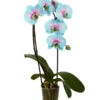Schmetterlingsorchidee - Phalaenopsis Cultivars 'Blue Wonder', Kaskade