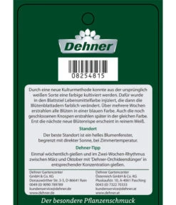 Schmetterlingsorchidee - Phalaenopsis Cultivars 'Blue Wonder', Kaskade -Haus Pflanzen Welt 8254815 PhalaenopsisBlueWonder Etikett 2