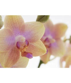 Duft-Schmetterlingsorchidee - Phalaenopsis Cultivaris 'Liodoro' -Haus Pflanzen Welt 8254849 PR DE 001 SchmetterlingsorchideePhalaenopsisDuftLiodoro2TrieberT12DehnerExpressZS