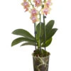 Duft-Schmetterlingsorchidee - Phalaenopsis Cultivaris 'Liodoro' -Haus Pflanzen Welt 8254849 PR FS 001 SchmetterlingsorchideePhalaenopsisDuftLiodoro2TrieberT12DehnerExpressZS