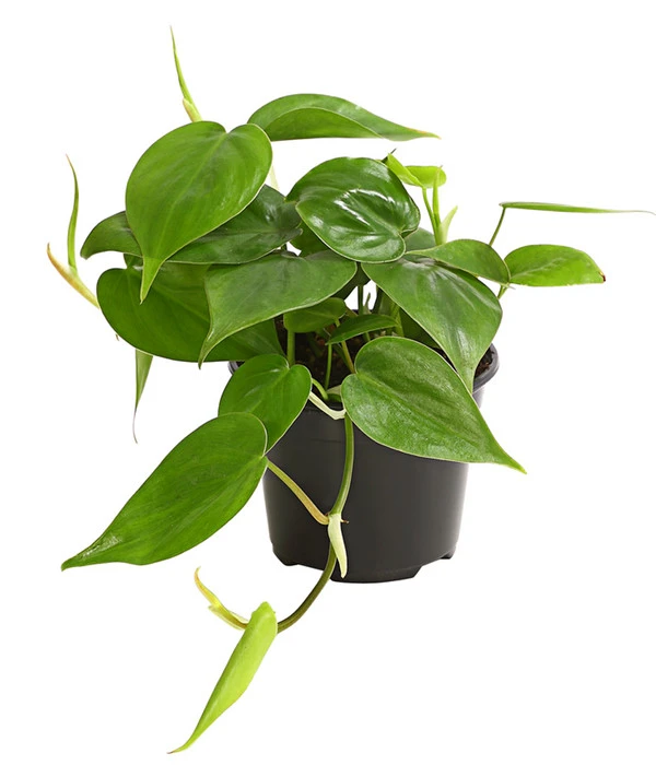 Baumfreund - Philodendron Scandens 3 Baumfreund - Philodendron Scandens