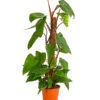 Baumfreund - Philodendron 'Red Emerald' 2 Baumfreund - Philodendron 'Red Emerald' -Haus Pflanzen Welt 8255119 PR FS 001 PhilodendronErubescensRedEmeraldT19DehnerExpressHerzig
