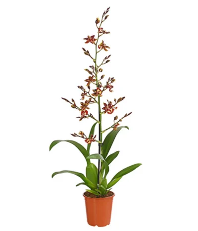 Tigerorchidee - Colmanara Cultivaris 'Wildcat'