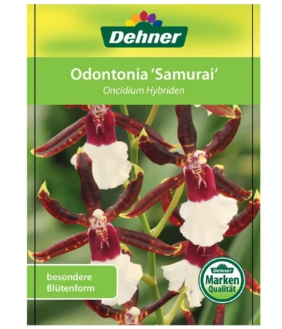 Odontonia-Orchidee - Odontonia Hybriden 'Samurai' -Haus Pflanzen Welt 8256158 OdontoniaSamuraiEtikett1