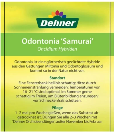 Odontonia-Orchidee - Odontonia Hybriden 'Samurai' -Haus Pflanzen Welt 8256158 OdontoniaSamuraiEtikett2