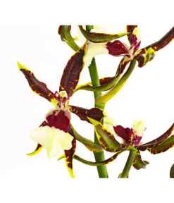 Odontonia-Orchidee - Odontonia Hybriden 'Samurai' -Haus Pflanzen Welt 8256158 PR DE 001 OdontoniaSamurai1TrieberDehnerExpressHerzig