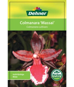 Tigerorchidee - Colmanara Cultivars 'Massai' -Haus Pflanzen Welt 8256174 8256182 ColmanaraCultivars 19122016 1