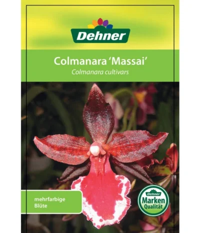 Tigerorchidee - Colmanara Cultivars 'Massai' -Haus Pflanzen Welt 8256174 8256182 ColmanaraCultivars 19122016 1
