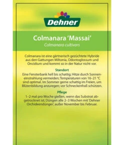 Tigerorchidee - Colmanara Cultivars 'Massai' -Haus Pflanzen Welt 8256174 8256182 ColmanaraCultivars 19122016 2