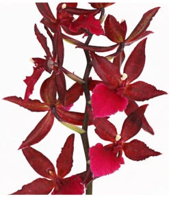 Tigerorchidee - Colmanara Cultivars 'Massai' -Haus Pflanzen Welt 8256174 PR DE 002 ColmanaraMassai1TrieberT12DehnerExpressHerzig