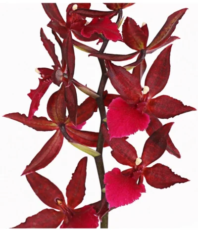 Tigerorchidee - Colmanara Cultivars 'Massai' -Haus Pflanzen Welt 8256174 PR DE 002 ColmanaraMassai1TrieberT12DehnerExpressHerzig