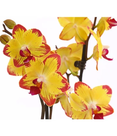 Schmetterlingsorchidee - Phalaenopsis Cultivars, Sonderfarben 36 Schmetterlingsorchidee - Phalaenopsis Cultivars, Sonderfarben -Haus Pflanzen Welt 8256943 WE DE 001 SchmetterlingsorchideePhalaenopsisBeeStingT12PremiumDehnerExpressHerzig