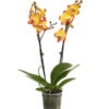 Schmetterlingsorchidee - Phalaenopsis Cultivars, Sonderfarben 1 Schmetterlingsorchidee - Phalaenopsis Cultivars, Sonderfarben -Haus Pflanzen Welt 8256943 WE FS 001 SchmetterlingsorchideePhalaenopsisBeeStingT12PremiumDehnerExpressHerzig