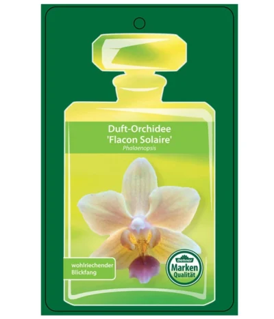 Duft-Orchidee - Phalaenopsis-Hybride 'Flacon Solaire' -Haus Pflanzen Welt 8257909 Etikett1PhalaenopsisFlaconSolaire 02072018