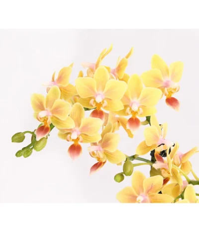 Duft-Orchidee - Phalaenopsis-Hybride 'Flacon Solaire' -Haus Pflanzen Welt 8257909 WE DE 001 SchmetterlingsorchideePhalaenopsisDuftT12DehnerExpressHerzig