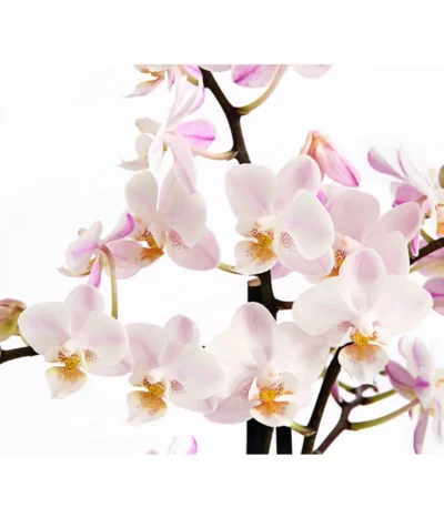 Duft-Orchidee - Phalaenopsis-Hybride 'Flacon Solaire' -Haus Pflanzen Welt 8257909 WE DE 002 SchmetterlingsorchideePhalaenopsisDuftT12DehnerExpressHerzig