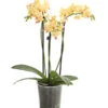 Duft-Orchidee - Phalaenopsis-Hybride 'Flacon Solaire' -Haus Pflanzen Welt 8257909 we FS 001 SchmetterlingsorchideePhalaenopsisDuftT12DehnerExpressHerzig